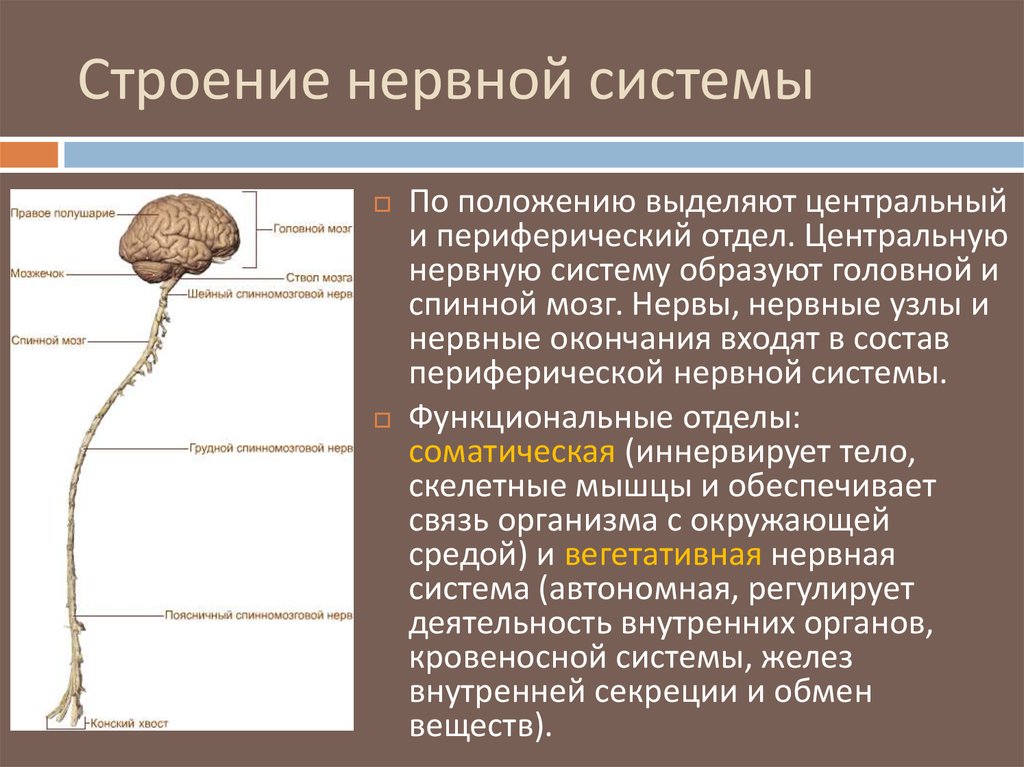 Органы входящие в центральную нервную систему. Строение нервной системы. Строение нервной системы головной и спинной мозг. Структуры центральной нервной системы человека. Центральная нервная система человека образована.