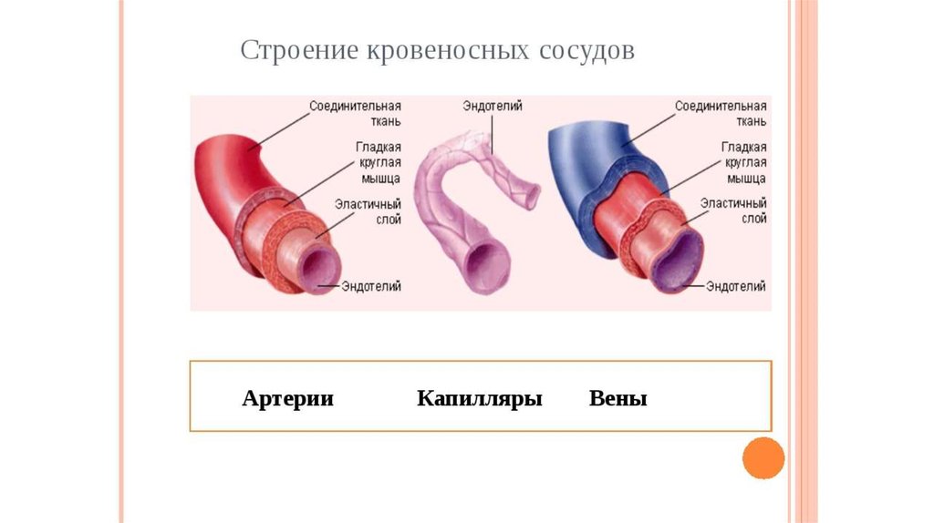 Кровеносный 5 букв. Строение артерий и вен анатомия. Строение сосудов вены артерии капилляры. Как называется кровеносный сосуд, отмеченный на рисунке буквой б?. Какой кровеносный сосуд изображен на рисунке.