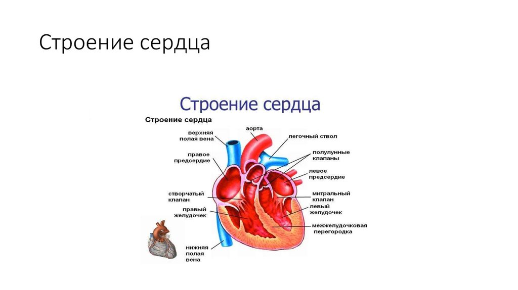 Предсердие у животных. Строение сердца коровы анатомия. Строение сердца млекопитающих. Строение сердца животных анатомия кратко. Анатомия межжелудочковой перегородки сердца.