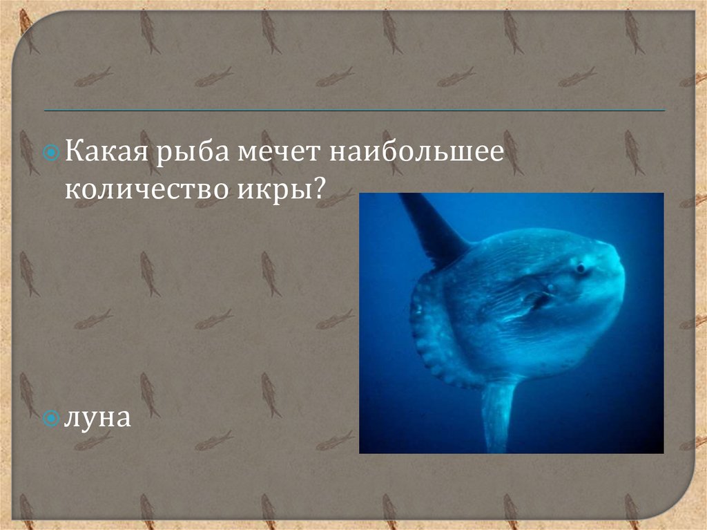 Рыба Луна краткое описание для детей. Рыба Луна презентация. Рыба Луна рассказ. Рыба-Луна интересные факты.