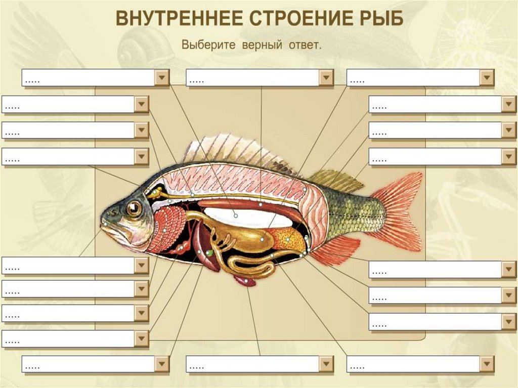 Строение рыбы 7 класс таблица. Внешнее строение рыбы биология. Внутреннее строение рыбы 7 класс биология. Внутреннее строение рыб таблица. Таблица внутреннее строение рыб 7 класс биология.