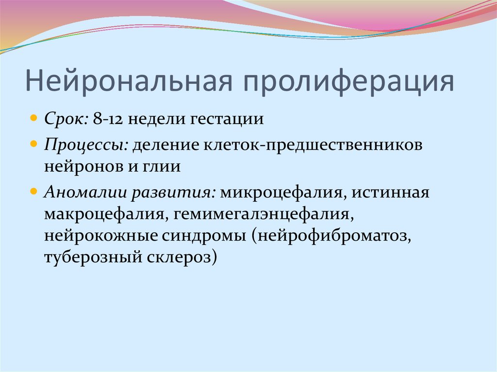 Принцип пролиферации в философию науки ввел. Нейрональная пролиферация. Пролиферация нейробластов. Нейронная пролиферация это. Пролиферация нервных клеток.