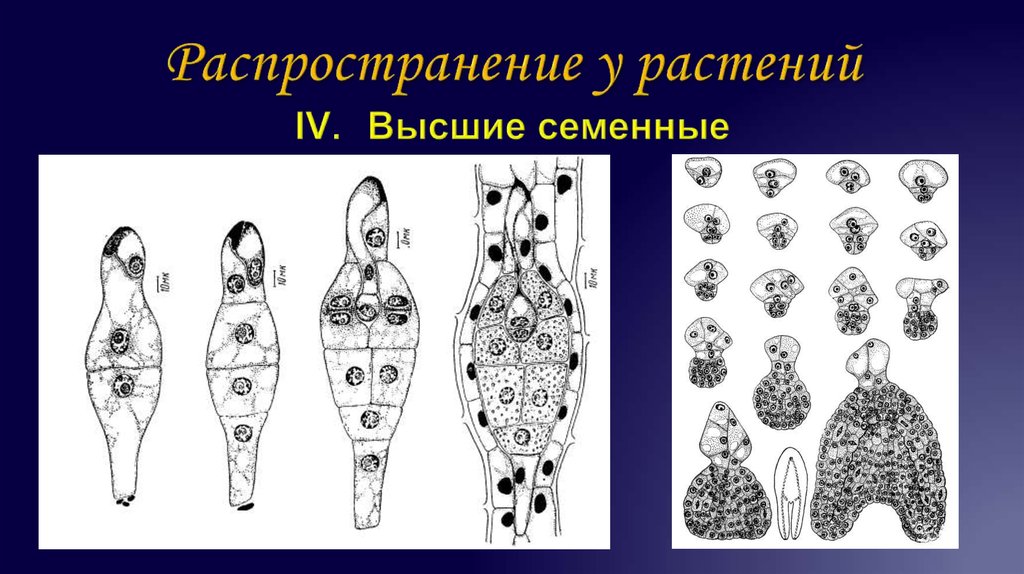 Онтогенез основа филогенеза презентация