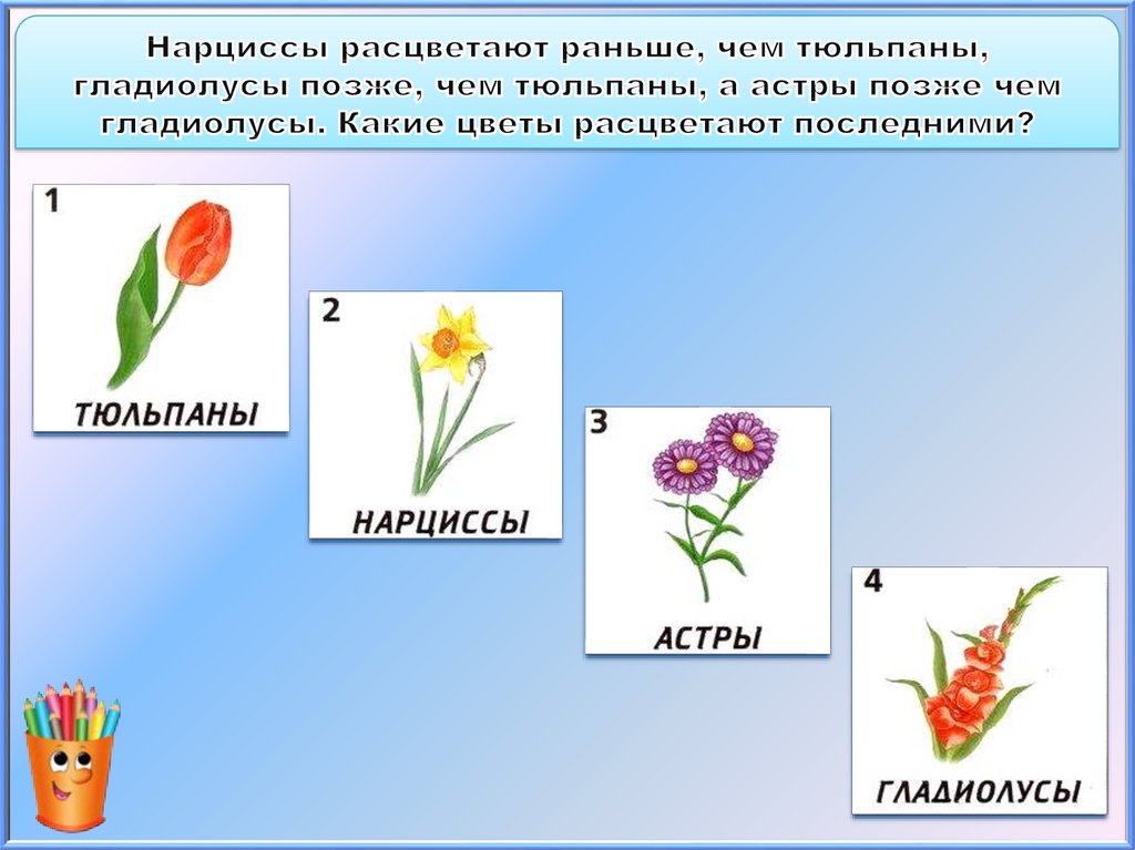 Нарциссы расцветают раньше, чем тюльпаны, гладиолусы позже, чем тюльпаны, а астры позже чем гладиолусы. Какие цветы расцветают
