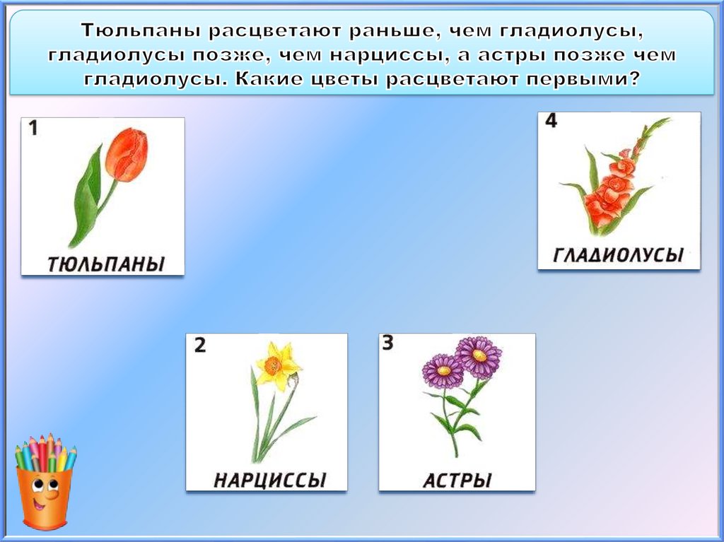 Тюльпаны расцветают раньше, чем гладиолусы, гладиолусы позже, чем нарциссы, а астры позже чем гладиолусы. Какие цветы