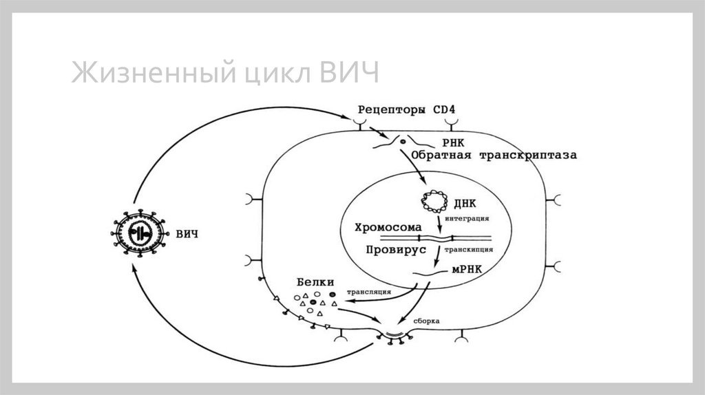 Жизненный цикл вирусов схема