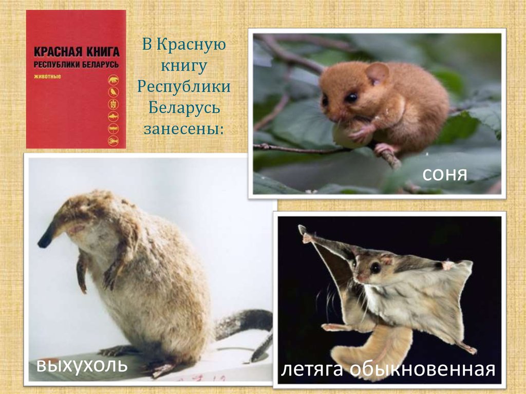 Животные красной книги беларуси фото и описание