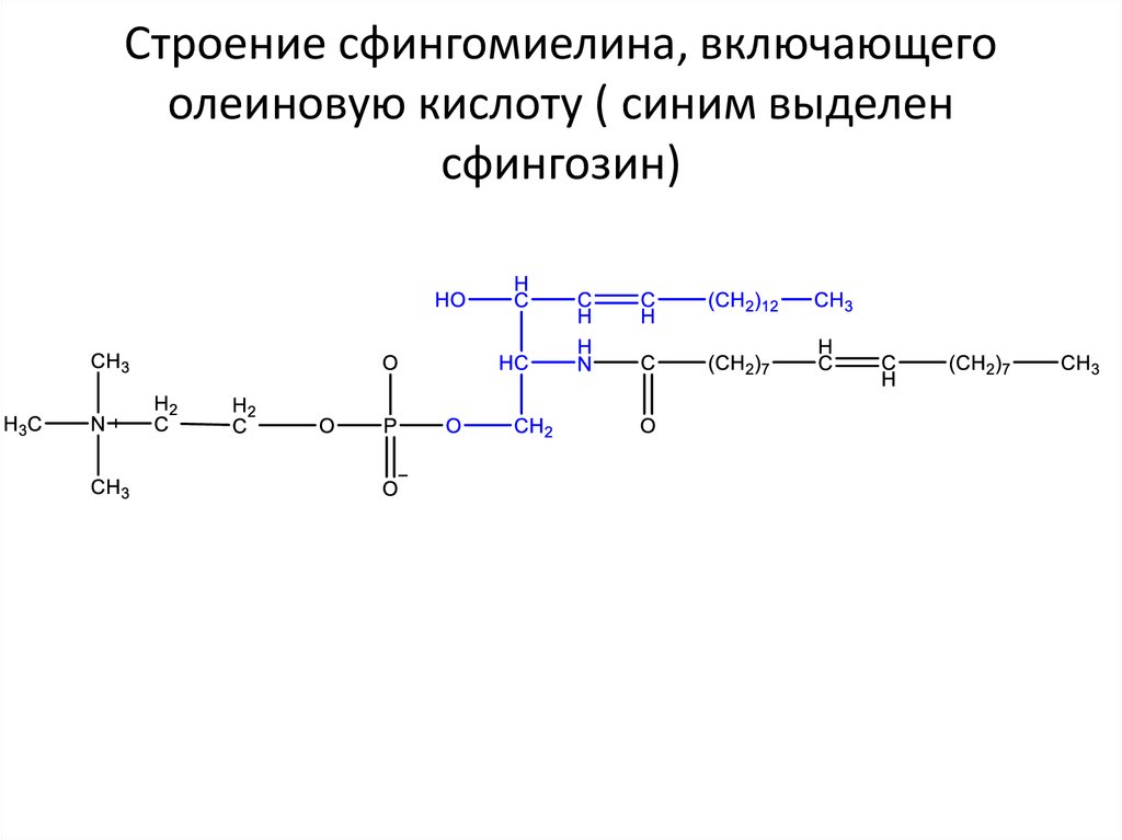 Строение сфингомиелина, включающего олеиновую кислоту ( синим выделен сфингозин)