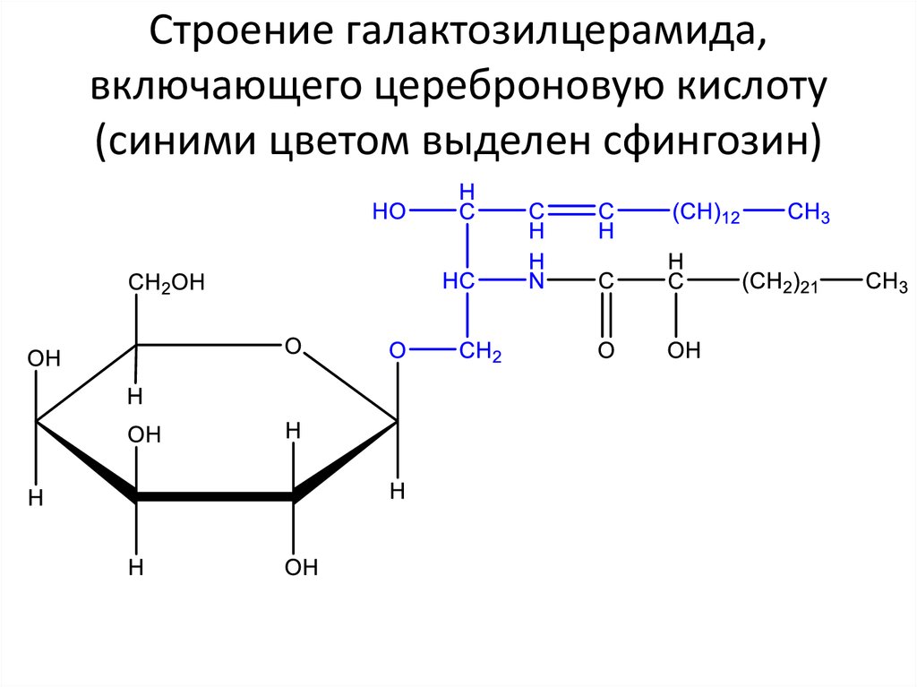Строение галактозилцерамида, включающего цереброновую кислоту (синими цветом выделен сфингозин)