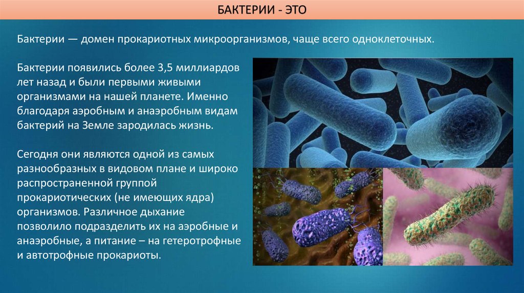Жива культура бактерии. Анаэробные бациллы. Аэробные и анаэробные микроорганизмы. Аэробные микроорганизмы микробиология. Бактерии аэробы и анаэробы.