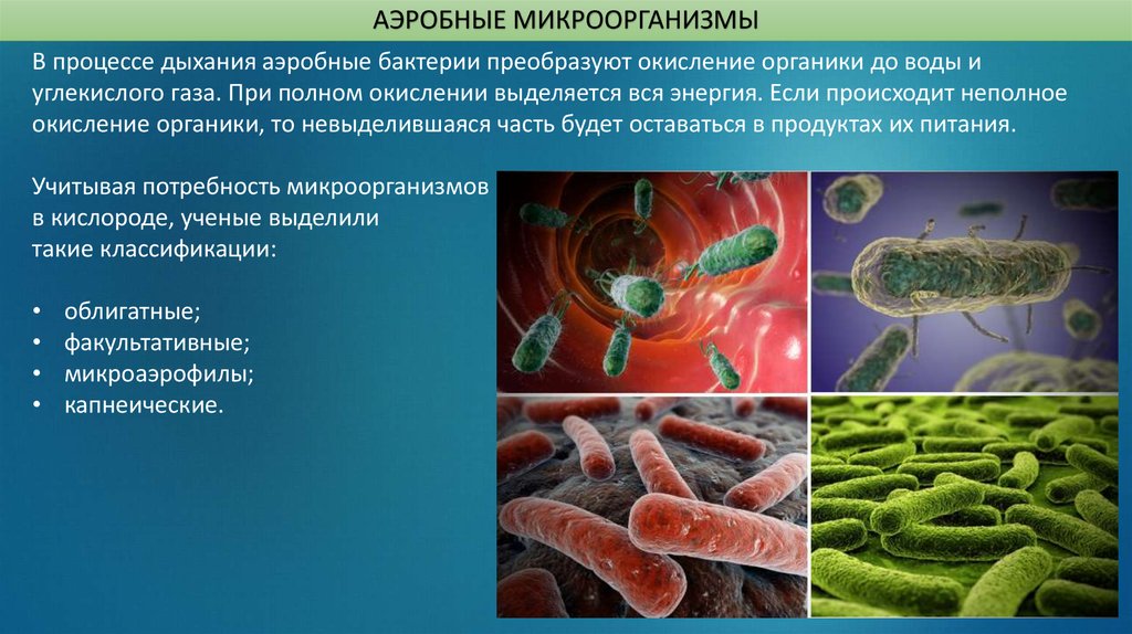 Аэробная среда. Аэробы и анаэробы. Аэробные микроорганизмы микробиология. Аэробное дыхание микроорганизмов. Аэробные и анаэробные бактерии.