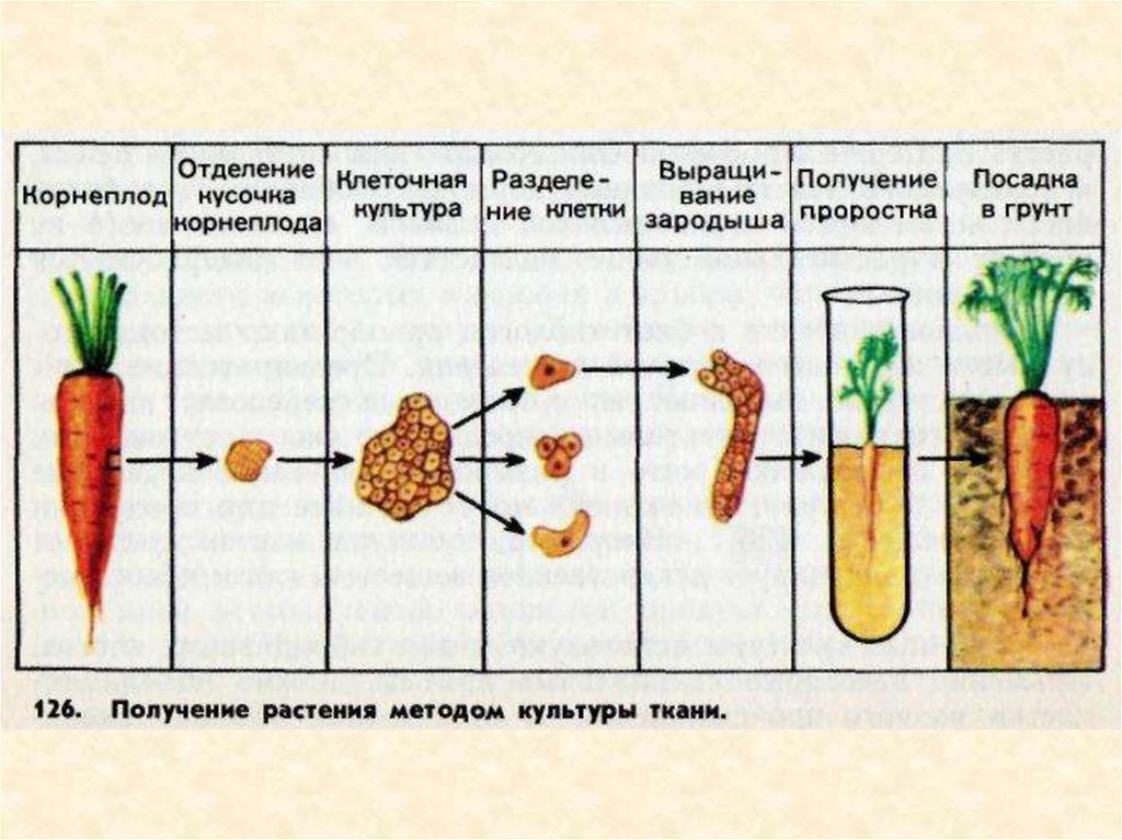 Культура тканей рисунок