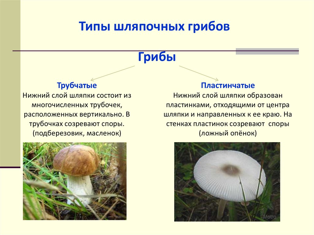 В Роспотребнадзоре напомнили как избежать отравления грибами