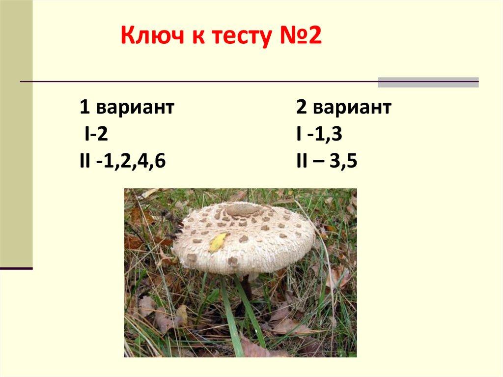 Тест на тему грибы. Грибы характеристика. Загадки про Шляпочные грибы 5 класс. Общая характеристика грибов 6 класс биология презентация.
