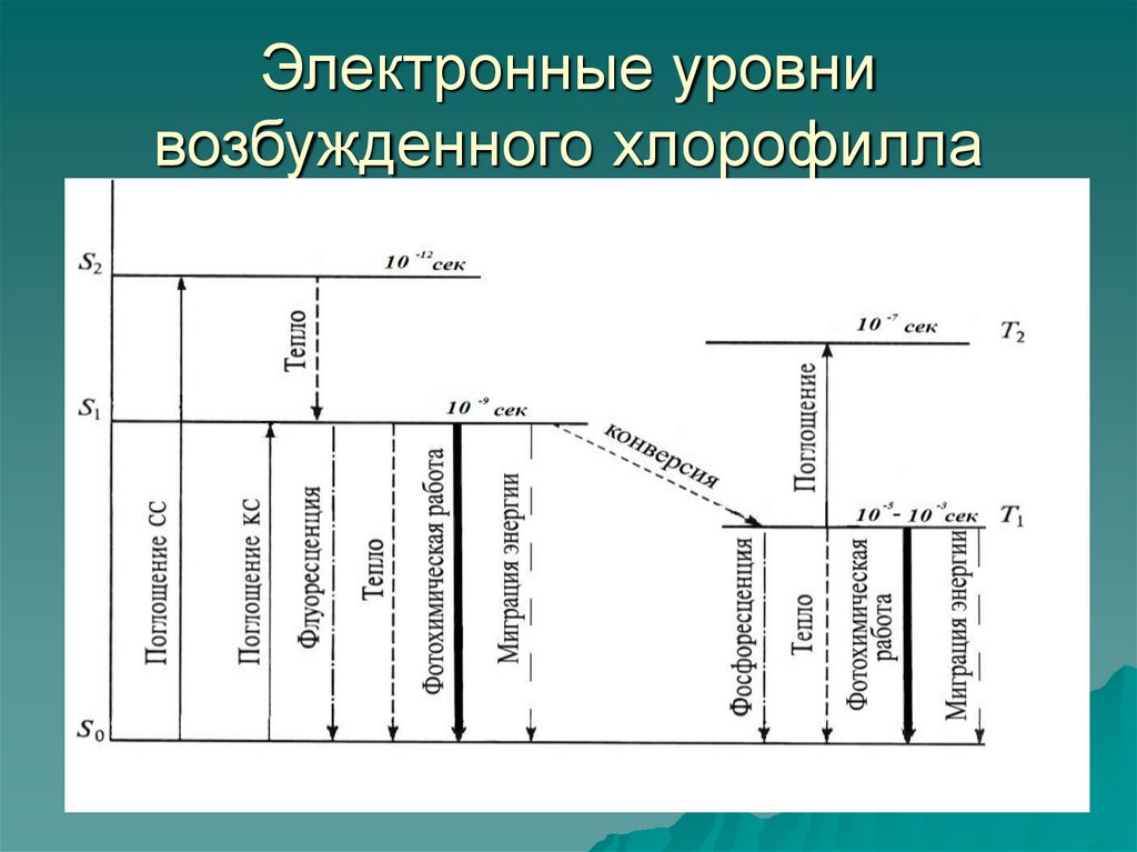 Возбужденные уровни. Электронные уровни возбужденного хлорофилла. Уровни возбуждения хлорофилла. Уровень возбуждения. Возбужденные состояния хлорофилла.