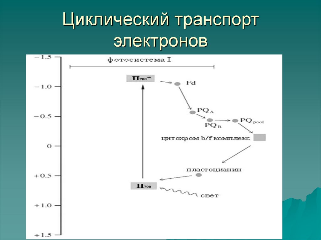 Схема нециклического фосфорилирования