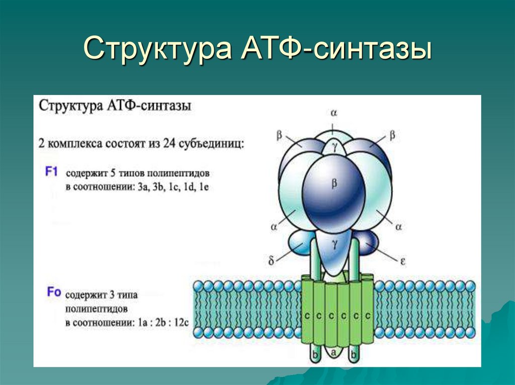 Фермент атф синтаза. АТФ синтаза механизм. Протонная АТФ синтаза строение. H+-АТФ- синтаза, строение. Атрсинтетазный комплекс.