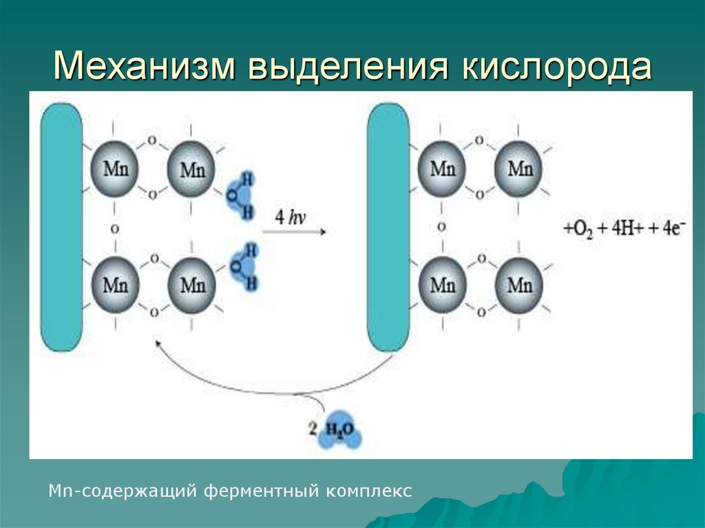 Кислород выделяется в