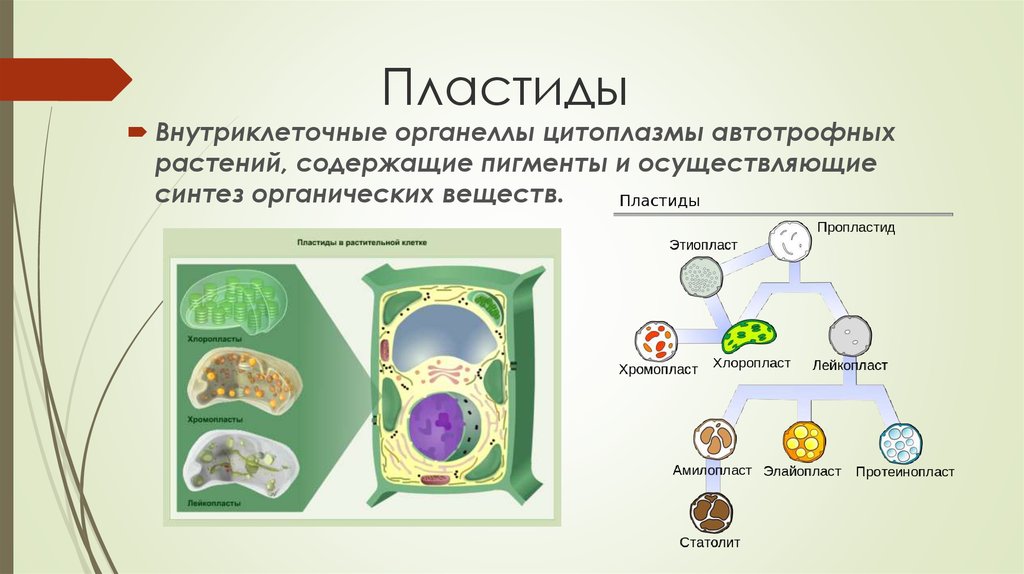 Содержит хлорофилл являются автотрофами. Автотрофное питание клетки органоид. Пластиды органоиды растительных клеток. Пластиды в клетках растений 5 класс биология. Функции пластиды клетки 5 класс биология.