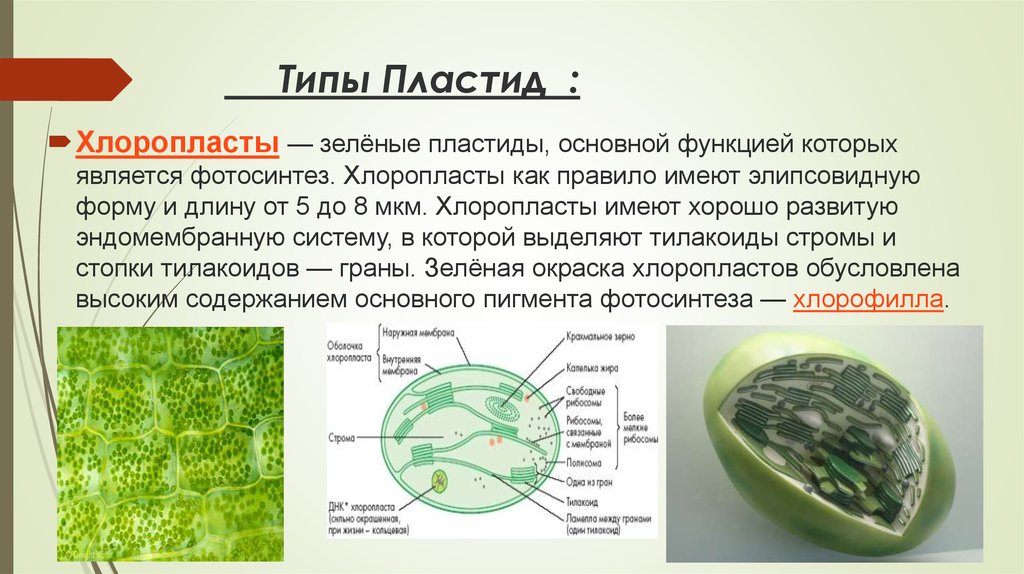 Хлоропласты содержатся в клетках. Хлоропласты строение и функции 5 класс биология. Пластиды строение и функции. Строение и функции хлоропластов клетки. Хлоропласт зеленый строение.