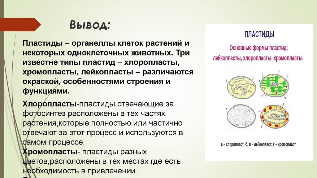 Какая функция пластиды. Пластиды. Виды пластид. Пластиды высших растений. Лабораторная работа пластиды.