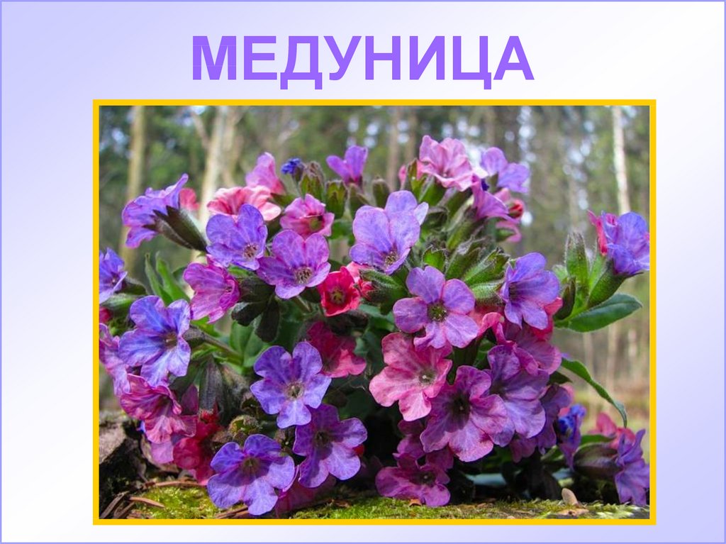 Медуница презентация