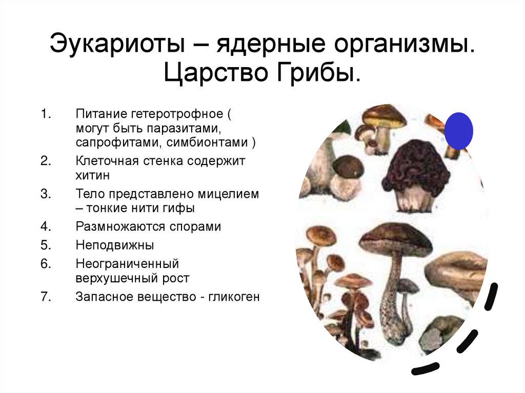 Три примера организмов грибы