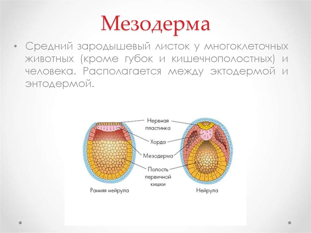 Энтодерма позвоночных животных. Мезодерма это в биологии. Мезодерма зародышевые ЛСТК. Кольчатые черви мезодерма. Мезодерма состоит из 3 частей.