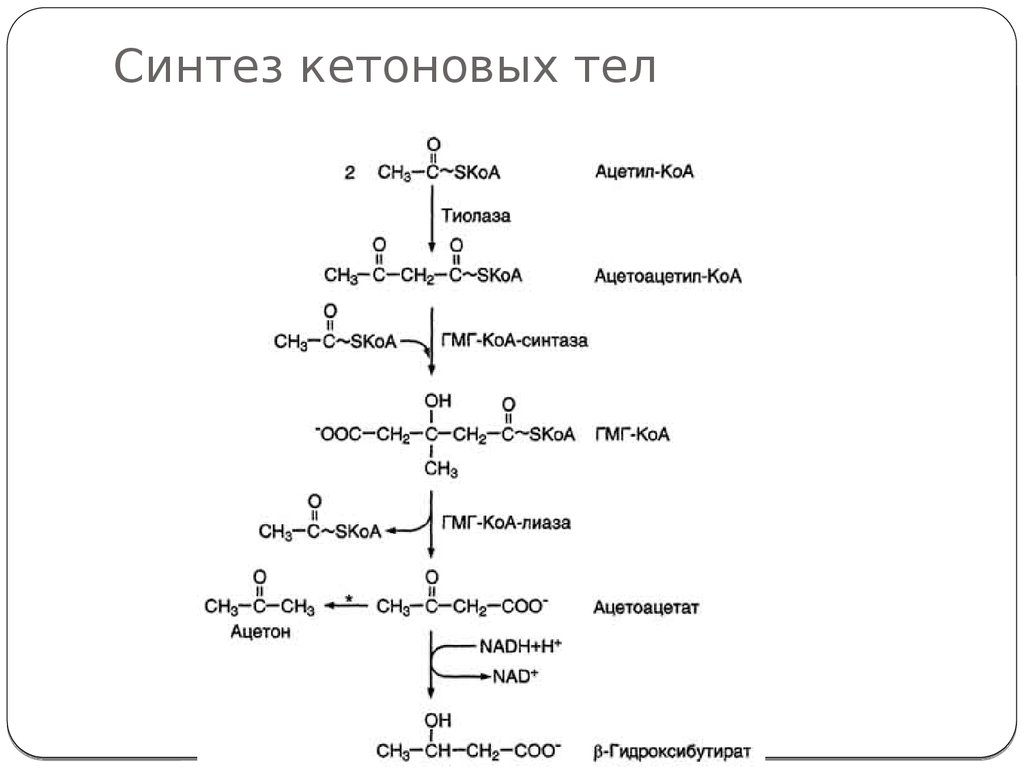 Теле синтез. Синтез кетоновых тел биохимия. Схема синтеза кетоновых тел в биохимии. Синтез и распад кетоновых тел биохимия. Синтез кетоновых тел гормон активатор.