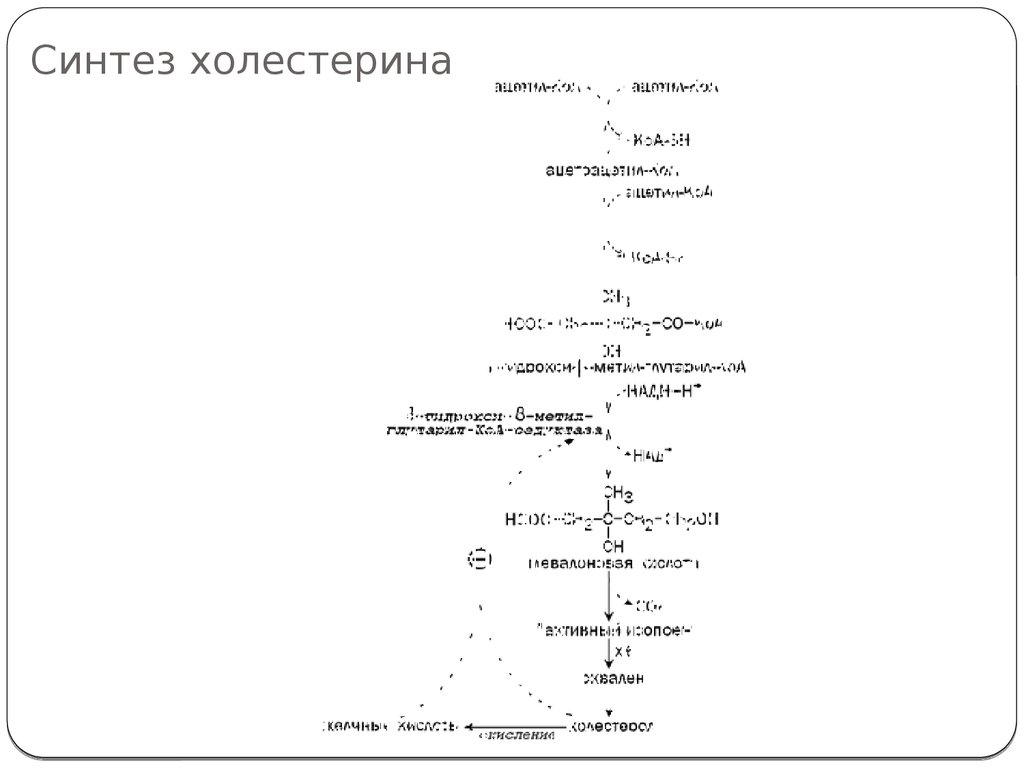 Биосинтез холестерина схема процесса