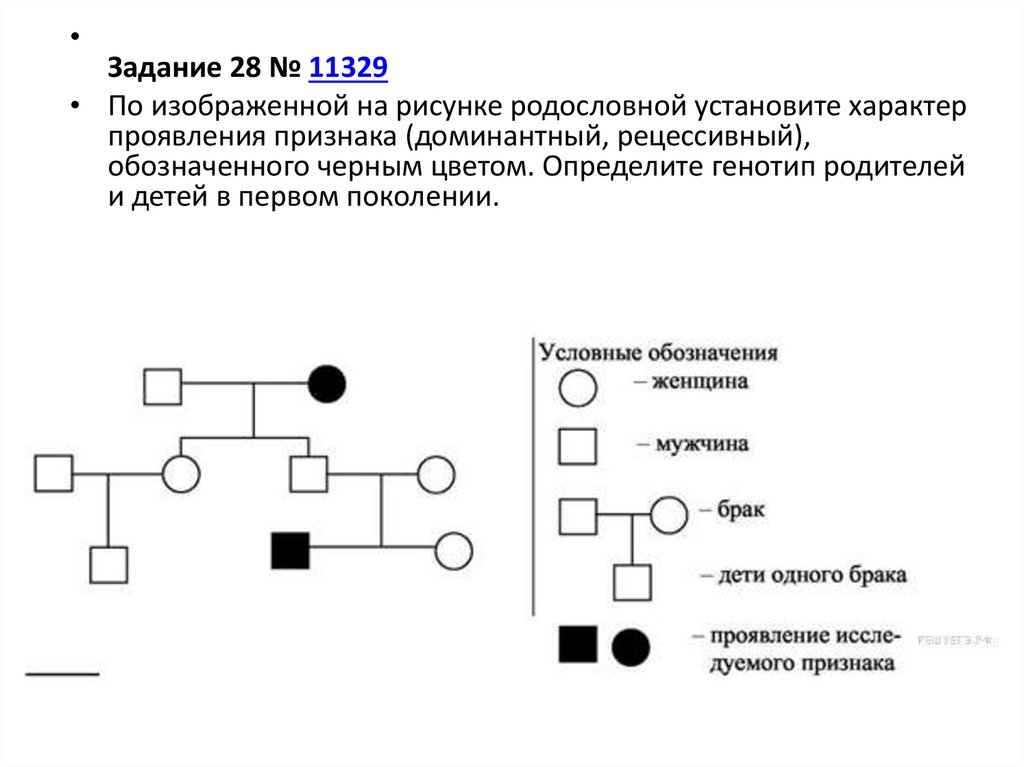 Схемы родословных по генетике