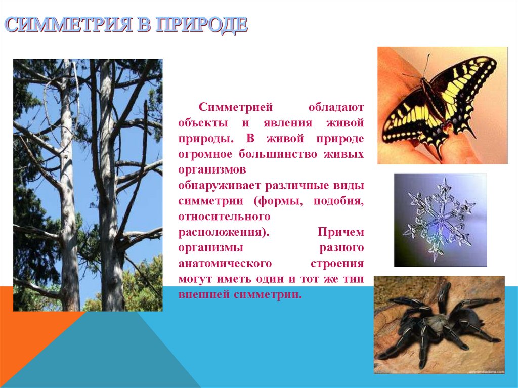 Симметрия презентация 6 класс. Двусторонняя симметрия в природе. Симметрия в живой природе. Зеркальная симметрия в живой природе. Удивительный мир симметрии.