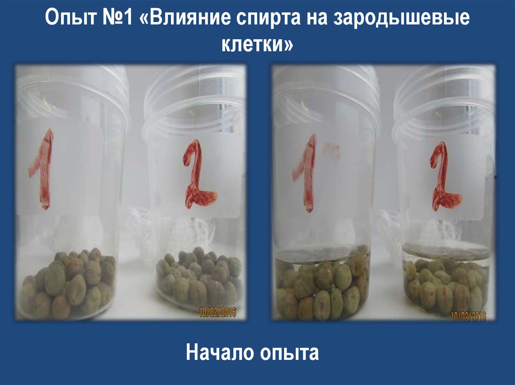 Опыт №1 «Влияние спирта на зародышевые клетки»