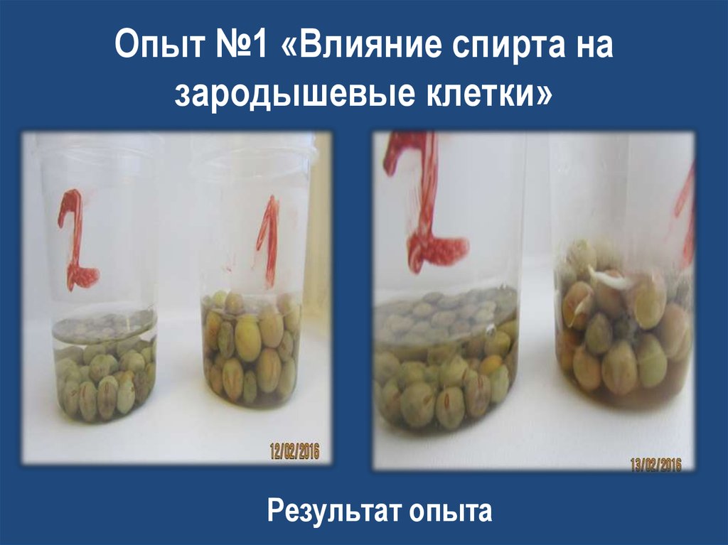 Опыт №1 «Влияние спирта на зародышевые клетки»