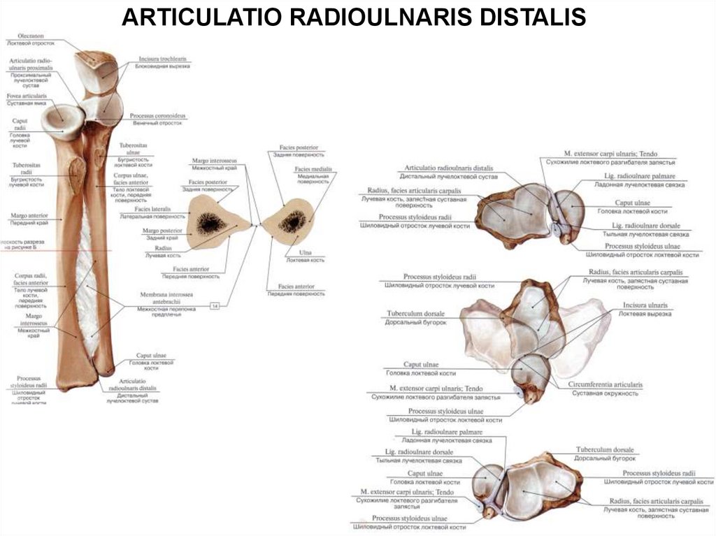 Части на свободном. Articulatio radioulnaris distalis. Art. Radioulnaris distalis. Articulatio bicondylaris. Art. Radioulnaris distalis по виду:.