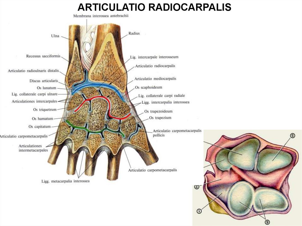 Связки кисти. Лучезапястный сустав, articulatio radiocarpalis. Лучезапястный сустав кости образующие сустав. Discus articularis лучезапястного сустава. Лучезапястный сустав (articulatio radiocarpalis) классификация.