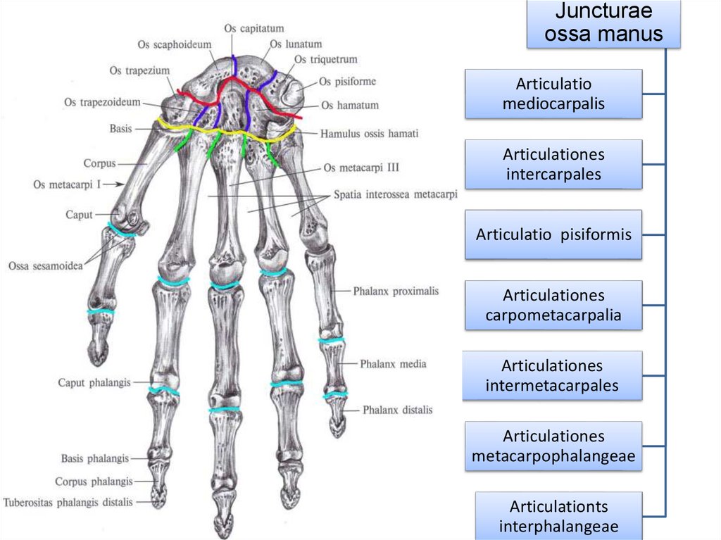 Соединения костей запястья. Среднезапястный сустав анатомия. Среднезапястный сустав, articulatio mediocarpalis. Соединение костей кисти. Кости и соединения верхней конечности.