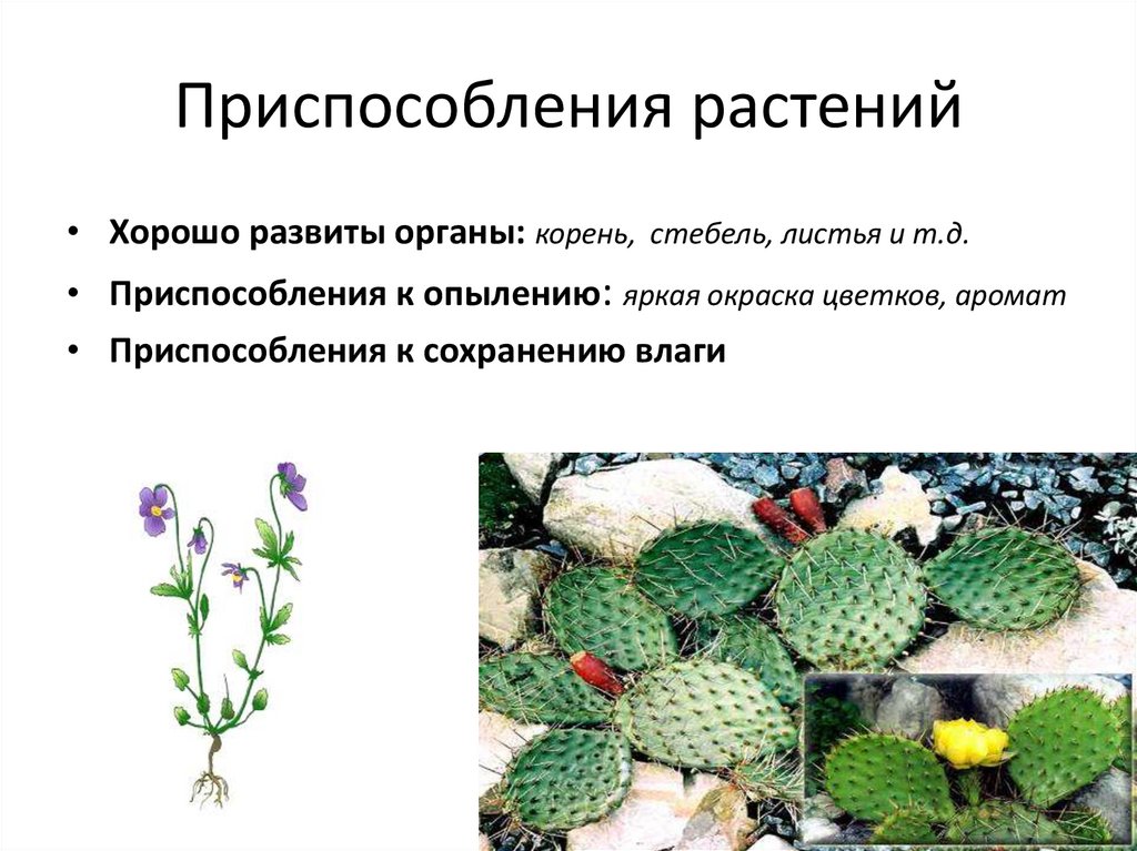 Среда обитания кактуса биология 9. Приспособления растений. Приспособленность растений.