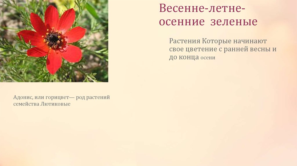 Весенне-летне-осенние зеленые