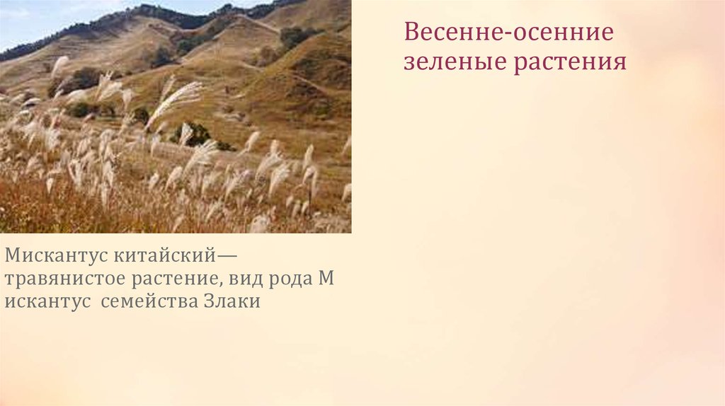 Весенне-осенние зеленые растения