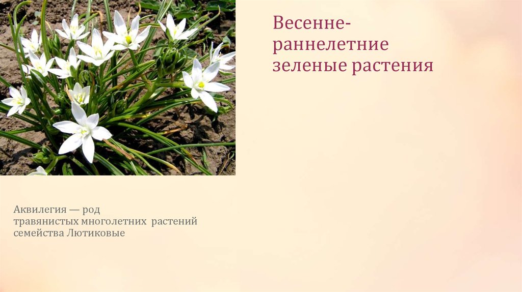 Весенне-раннелетние зеленые растения