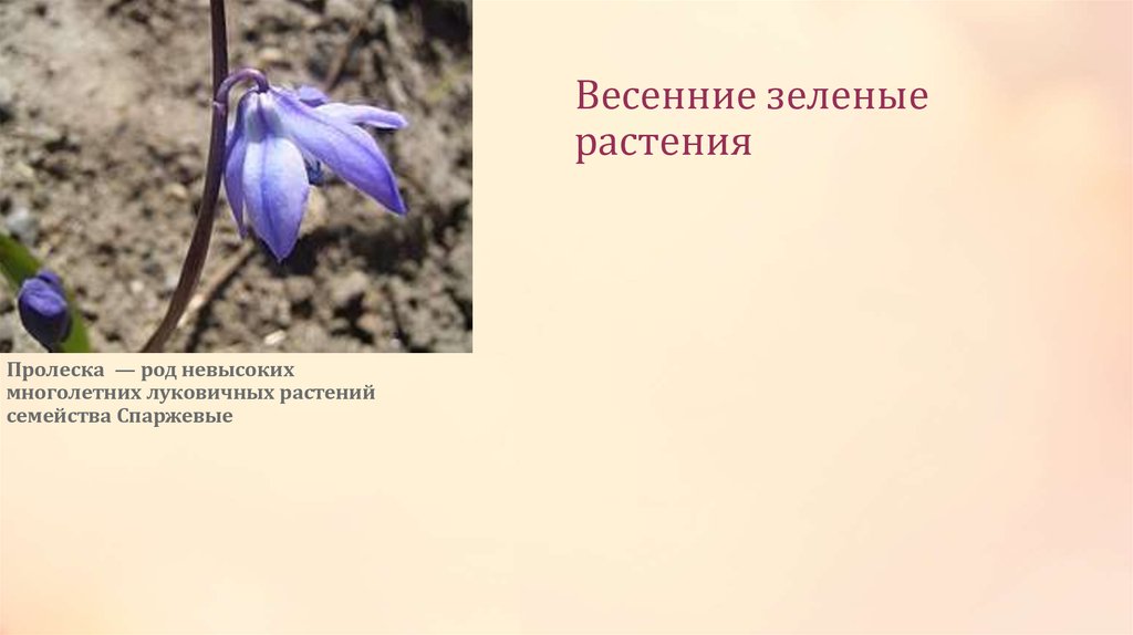 Весенние зеленые растения