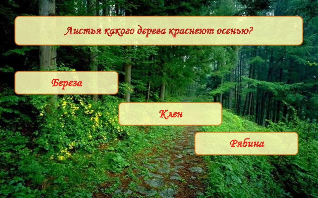 Лес задачи. Загадки про лес. Вопросы про лес.