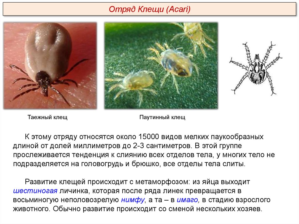 Таежный клещ относится