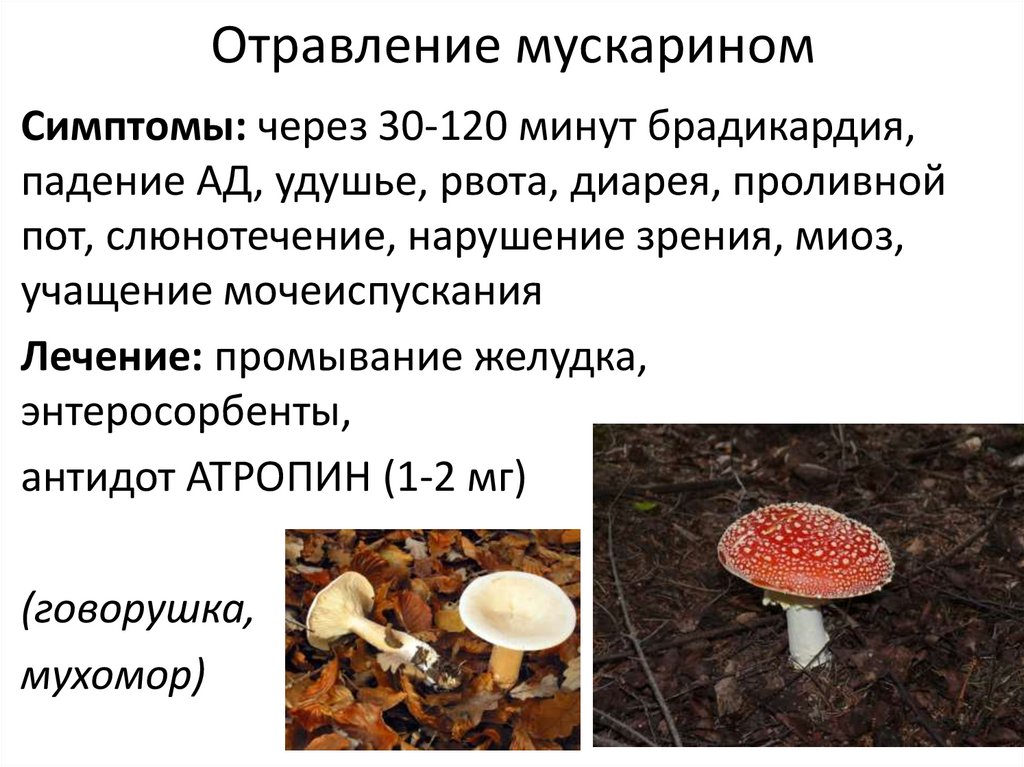 Симптомы отравления грибами. Симптомы отравления мускарином. Отравление мускарином меры помощи. Отравление мускарином фармакология. Симптомы острого отравления мускарином.