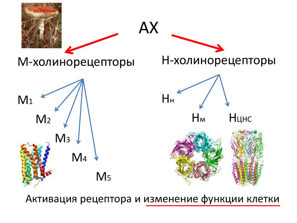 Холинорецепторы. М холинорецепторы. НН НМ клетки м1 м2 м3.