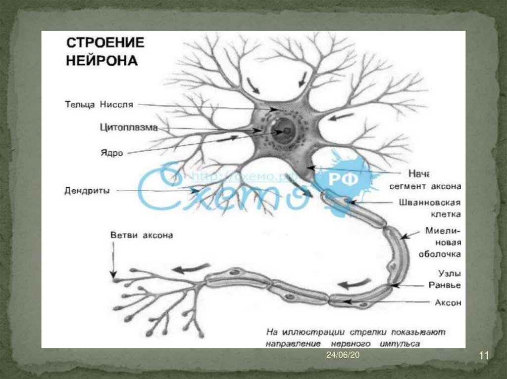 Схема строения нервной клетки