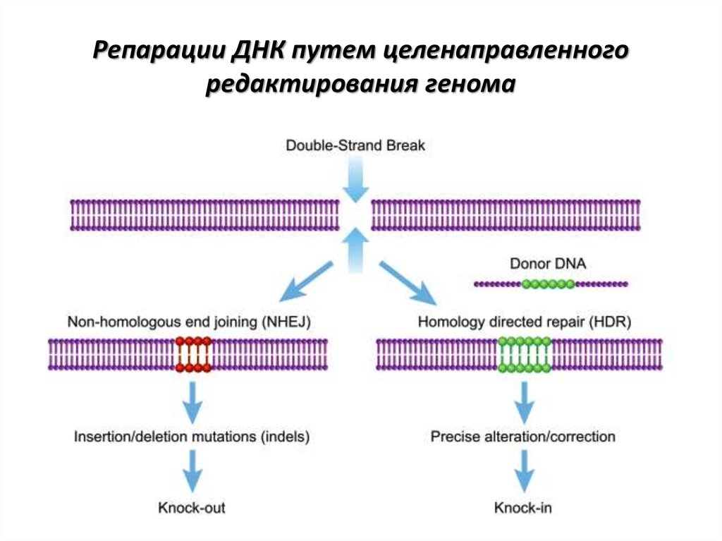 Репарация что это такое. Типы репарации ДНК таблица. Репарация ДНК. Репарация генома.