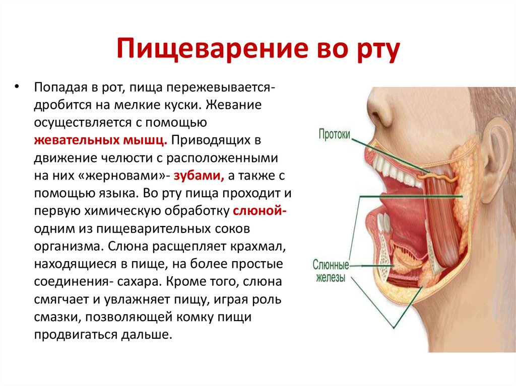 Процессы в ротовой полости