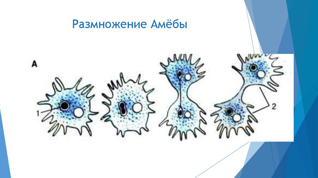 Размножение амебы. Митотическое деление амебы. Размножение амёбы обыкновенной. Размножение амебы кратко.